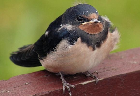 A barn swallow perches on a wooden railing. Photo by John Haslam by Creative Commons. 