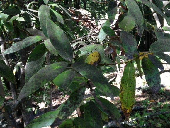 Bay tree with signs of carrying pathogen that causes sudden oak death. Photo by Erin Loury.
