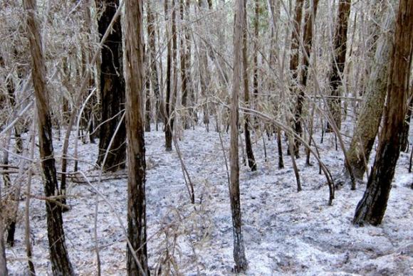A snow-like layer of ash blankets a redwood forest in Big Sur following the Pfeiffer Ridge Fire. Photo by Jeff Mallory.