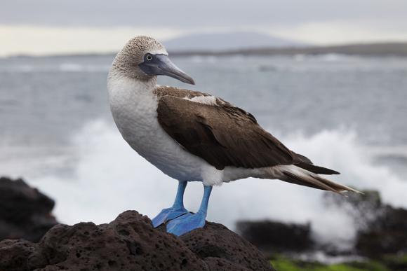 A blue-footed booby photographed in the Galapagos Islands by Nicolas de Camaret (Creative Commons license).