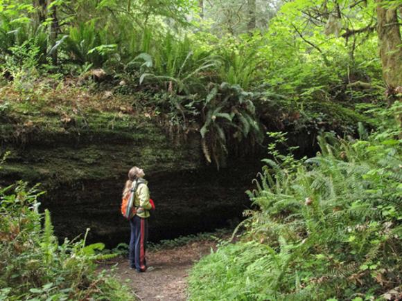 1. The earliest redwoods showed up on Earth shortly after the dinosaurs—and before flowers, birds, spiders... and, of course, humans. (More below.)  Photo by Miguel Vieira / Creative Commons.