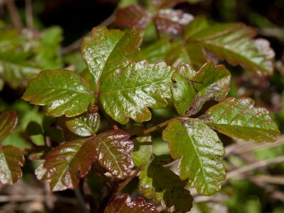 A classic specimen showing the three soft-lobed leaves and characteristic gleam of poison oak. Photo by Franco Folini/Creative Commons.