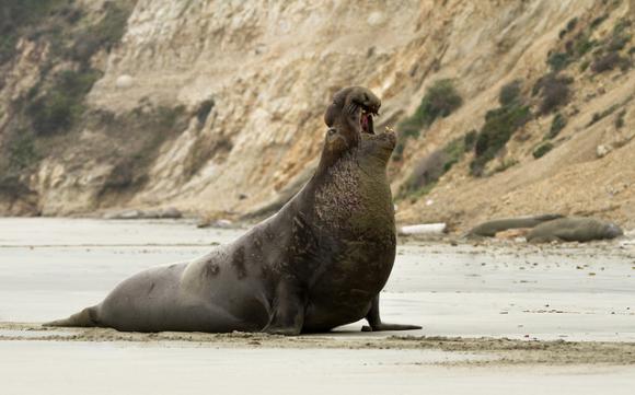 A male elephant seal rises and roars, telling other males to scat. Photo credit to Frank Schulenburg