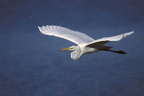 Great white egrets are just one treat in store at the Monterey Bay Birding Festival. Peter Wallack/Creative Commons