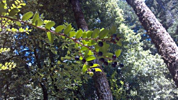 Not that you could tell from this bad, blurry photo, but huckleberries resemble small blueberries, like the kind that used to come in tins with blueberry muffin mix. Photo by Hilltromper.