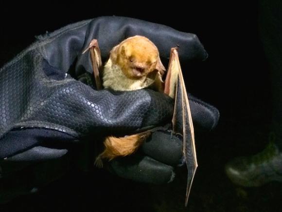 A UC Santa Cruz researcher holds onto a Western Red Bat. Photo credit: Samantha Chavez