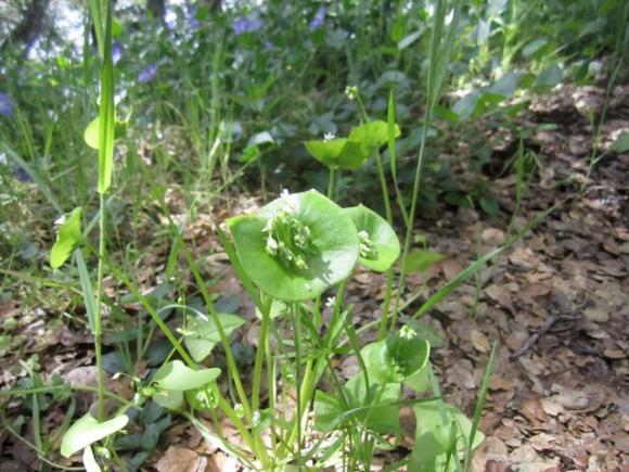 Miner's lettuce grows best in shaded areas. And it's everywhere. Hilltromper photo.