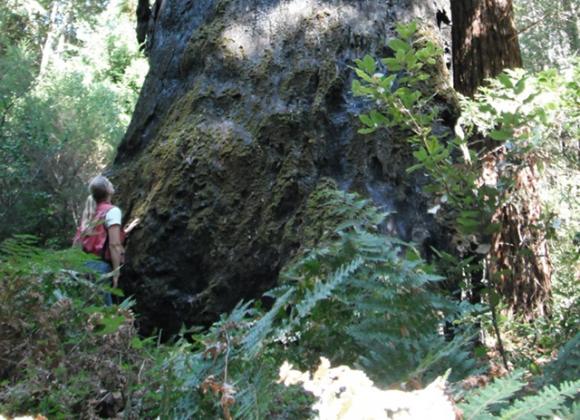 Nadia Hamey with one of the old redwoods on the Cemex property. "They have a will to live," she says. Photo by Clark Tate.