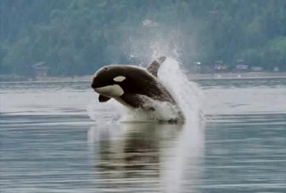 Orca porpoising (porpoise meaning to leap out of the water). Photo by Minette Layne/Creative Commons