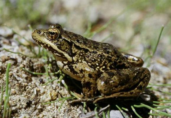 If it didn't taste so much like chicken, there might be a lot more red-legged frogs; 19th-century Californians nearly ate them into extinction. Photo by Pierre Fidenci on Creative Commons.