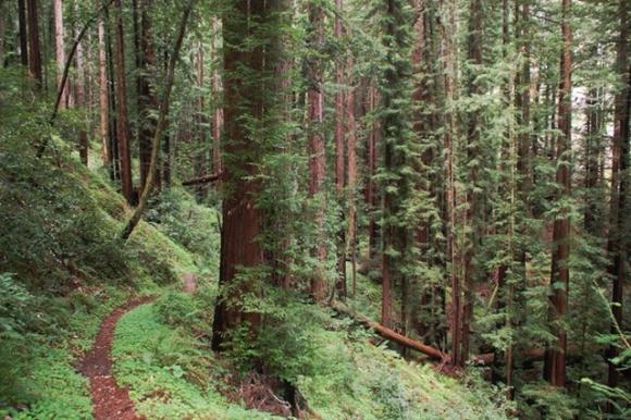 The  San Vicente Redwoods (formerly Cemex Redwoods)—the biggest piece of unprotected redwood forest in the Santa Cruz Mountains until its purchase in 2011. Photo courtesy Land Trust.