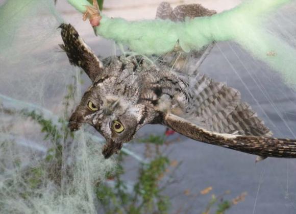 This Western screech owl didn't think it was so funny when it got tangled in fake cobwebs. Photo by Dave Stapp, Marin Humane Society.