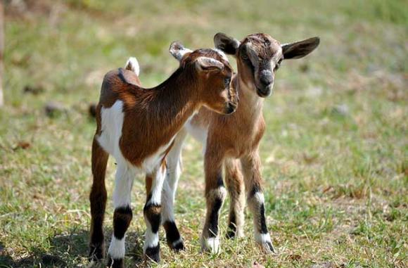 Chickens, pigs and baby goats in the Santa Cruz Mountains need to be protected from mountain lions and other predators.