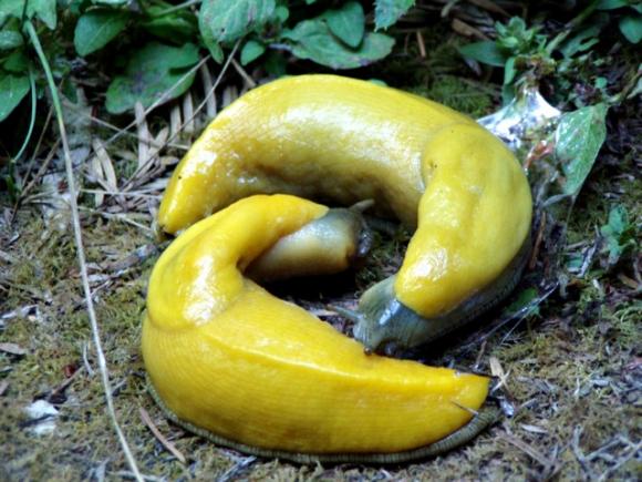 Banana slugs mating yin-yang style. Photo by Andy Goryachev/Wikipedia