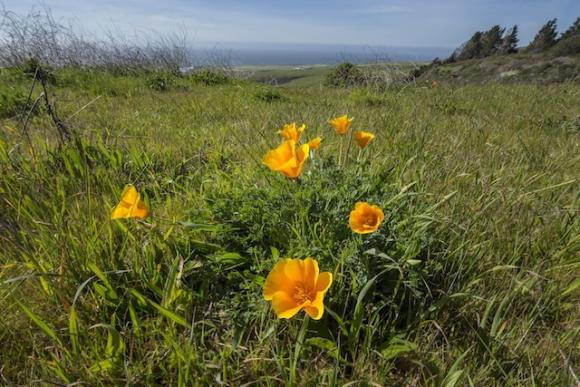 Sen. Boxer's bill would make the Coast Dairies property part of a monument that extends the length of the California coast. Ian Bornarth photo.