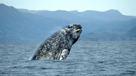 A gray whale breaching. Photo credit: Merrill Gosho/NOAA