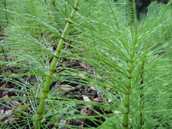 Horsetail in its most familiar form: looking like a bottle brush. Photo by Garrett McAuliffe.