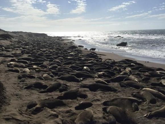 Northern Elephant Seals at Piedras Blancas. Human visitors stand on a boardwalk that hovers only a few feet above seals. Photo credit to Madeleine Turner. 