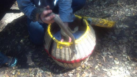 Steve Liebenberg handles a rattlesnake at Forest of Nisene Marks 50th anniversary. Hilltromper Photo. 