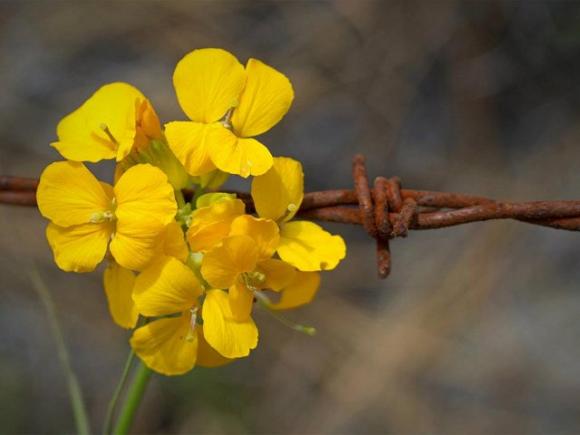 The Santa Cruz Wallflower, a member of the mustard family, is found exclusively in Sandhills Parkland, only 240 acres of which remain undeveloped. Photo by Peigi McCann.