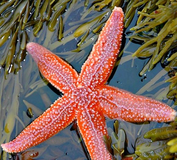 A healthy sea star. A disease attacking the critters is under investigation. Photo by Aldaron/Creative Commons.