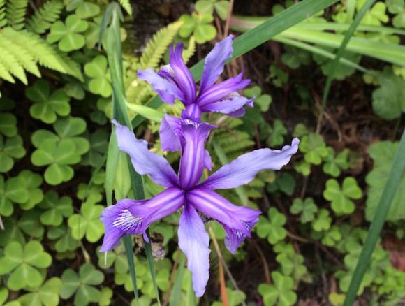 This purple Douglas Iris bloomed in the spring at Big Sur. Photo by Hilltromper.